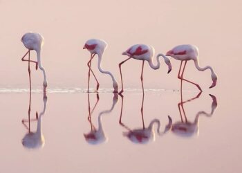 Franciaország déli részén több mint 50 ezer flamingó gyűlt össze