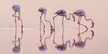 Franciaország déli részén több mint 50 ezer flamingó gyűlt össze