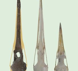 Németországban óriásdaru koponyájának fosszíliájára bukkantak