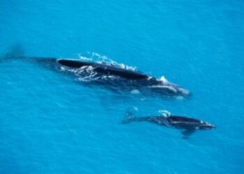 Ausztrália partjainál a turistákat megsebesítő bálna borját védte (videó)