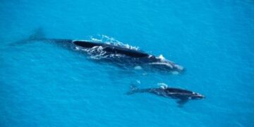 Ausztrália partjainál a turistákat megsebesítő bálna borját védte (videó)