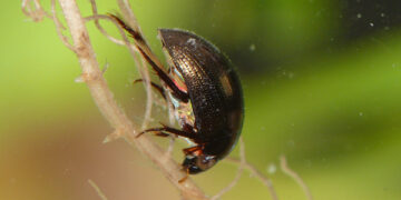 Egy különleges bogár sértetlenül menekül ki a békából (videó)