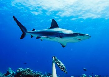 Az eddig ismertnél jóval összetettebb közösségi életet élnek a cápák