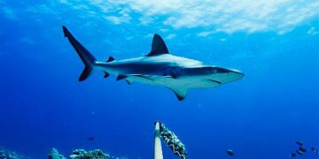 Az eddig ismertnél jóval összetettebb közösségi életet élnek a cápák