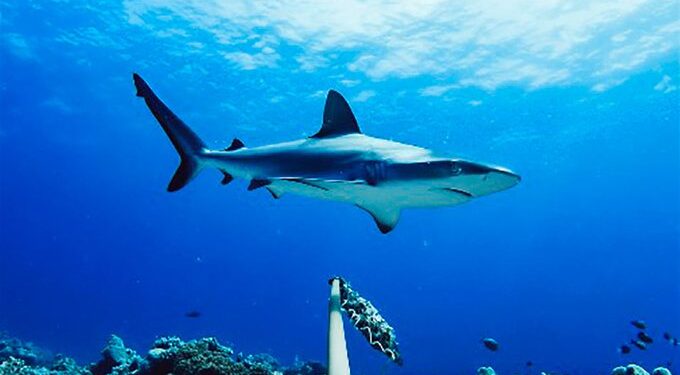 Az eddig ismertnél jóval összetettebb közösségi életet élnek a cápák