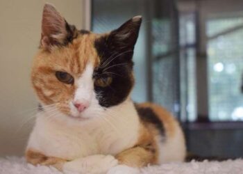 Nagy-Britannia – Családi nyaraláson eltűnt macska került elő tizenkét év után