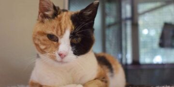 Nagy-Britannia – Családi nyaraláson eltűnt macska került elő tizenkét év után