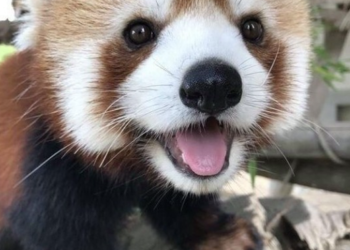 A Pécsi Állatkertben közösségi finanszírozásból épülhet meg a vörös pandák kifutója