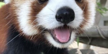 A Pécsi Állatkertben közösségi finanszírozásból épülhet meg a vörös pandák kifutója