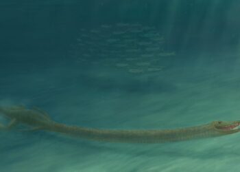 A zsiráfnyakú őslény vízi állat volt