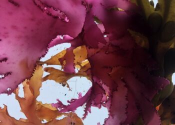 Amerikai kutatók algából készítettek strandpapucsot