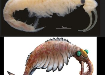 Ősi rákfajt azonosítottak