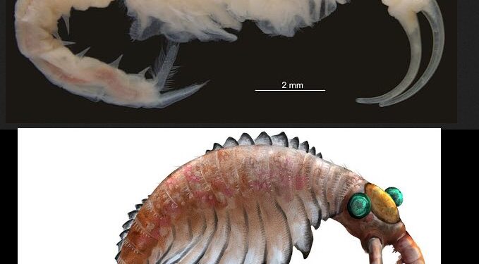 Ősi rákfajt azonosítottak