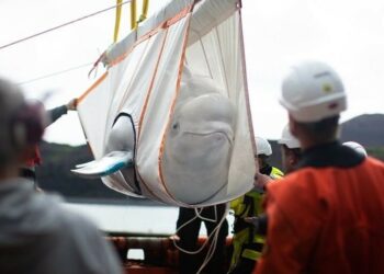 Visszakerült a tengerbe 10 évi fogság után két fehér delfin, Little Grey és Little White (videó)