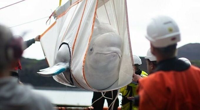 Visszakerült a tengerbe 10 évi fogság után két fehér delfin, Little Grey és Little White (videó)