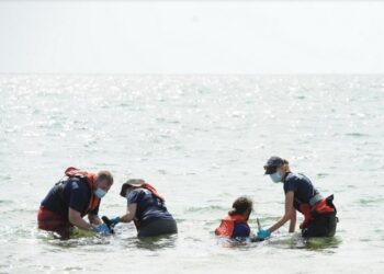 Massachusettsben csaknem félszáz delfin sodródott partra