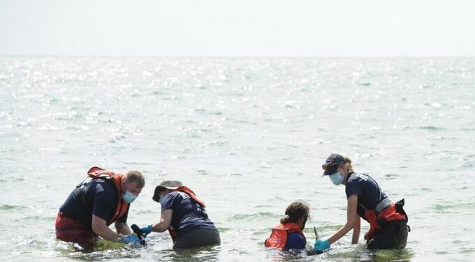 Massachusettsben csaknem félszáz delfin sodródott partra