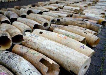 Szingapúrban kilenc tonna elefántcsontot semmisítenek meg