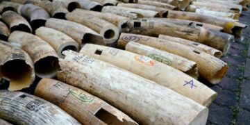 Szingapúrban kilenc tonna elefántcsontot semmisítenek meg