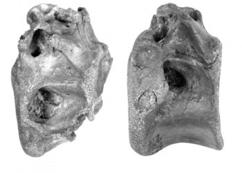 A brit Wight-szigeten új dinoszauruszfajt fedeztek fel