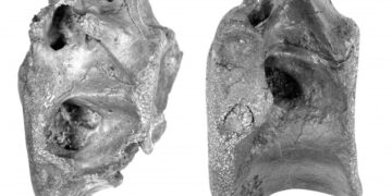 A brit Wight-szigeten új dinoszauruszfajt fedeztek fel