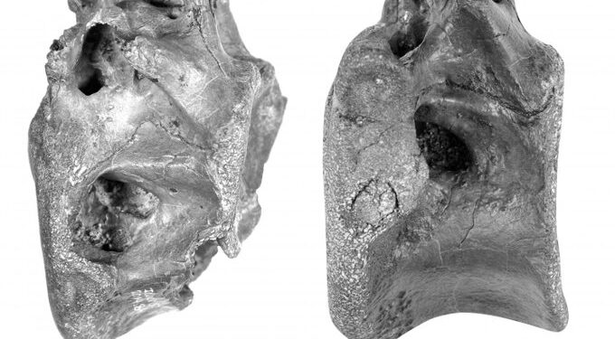 A brit Wight-szigeten új dinoszauruszfajt fedeztek fel