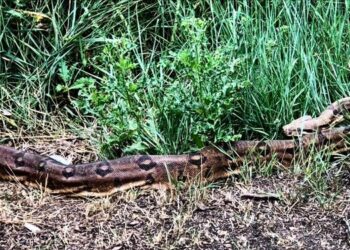 London – a Temze mentén óriáskígyót fogtak el