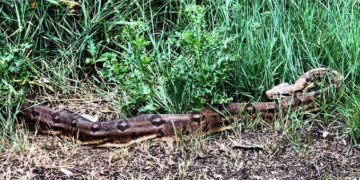 London – a Temze mentén óriáskígyót fogtak el