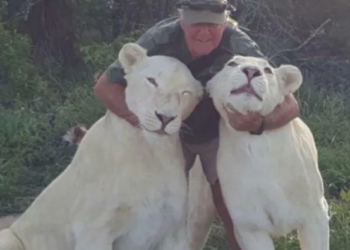 Dél-Afrikában két oroszlán marcangolta halálra gondozóját közös sétájukon