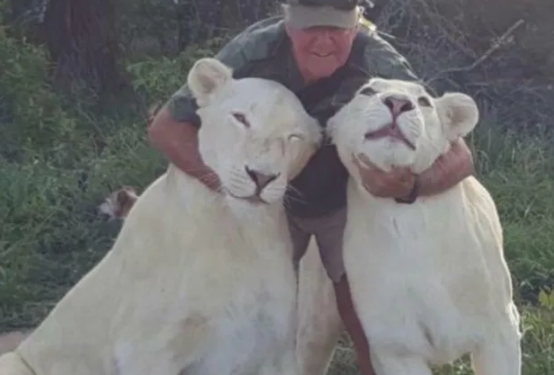 Dél-Afrikában két oroszlán marcangolta halálra gondozóját közös sétájukon