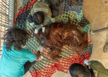 Egy indonéz vidámparkból két fogságban tartott védett orángutánt szabadítottak ki állatvédők