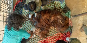 Egy indonéz vidámparkból két fogságban tartott védett orángutánt szabadítottak ki állatvédők