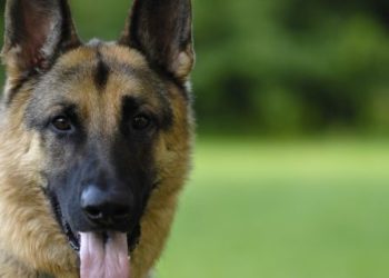 Elpusztult az a németjuhász New Yorkban, amelynél először állapították meg az Egyesült Államokban, hogy koronavírus-fertőzött volt