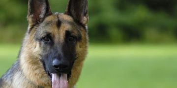 Elpusztult az a németjuhász New Yorkban, amelynél először állapították meg az Egyesült Államokban, hogy koronavírus-fertőzött volt