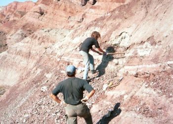 Elhullott dinoszauruszok húsából apró emlősök táplálkoztak