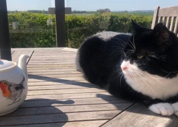 A brit külügyminisztérium macskája visszavonul