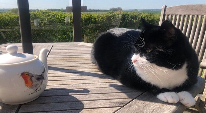 A brit külügyminisztérium macskája visszavonul