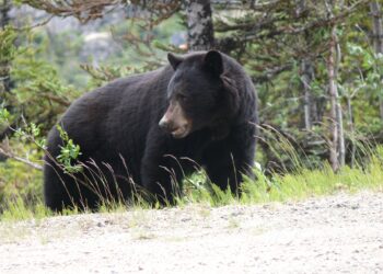 Egy kanadai nőt fekete medve ölt meg hétvégi házuk közelében