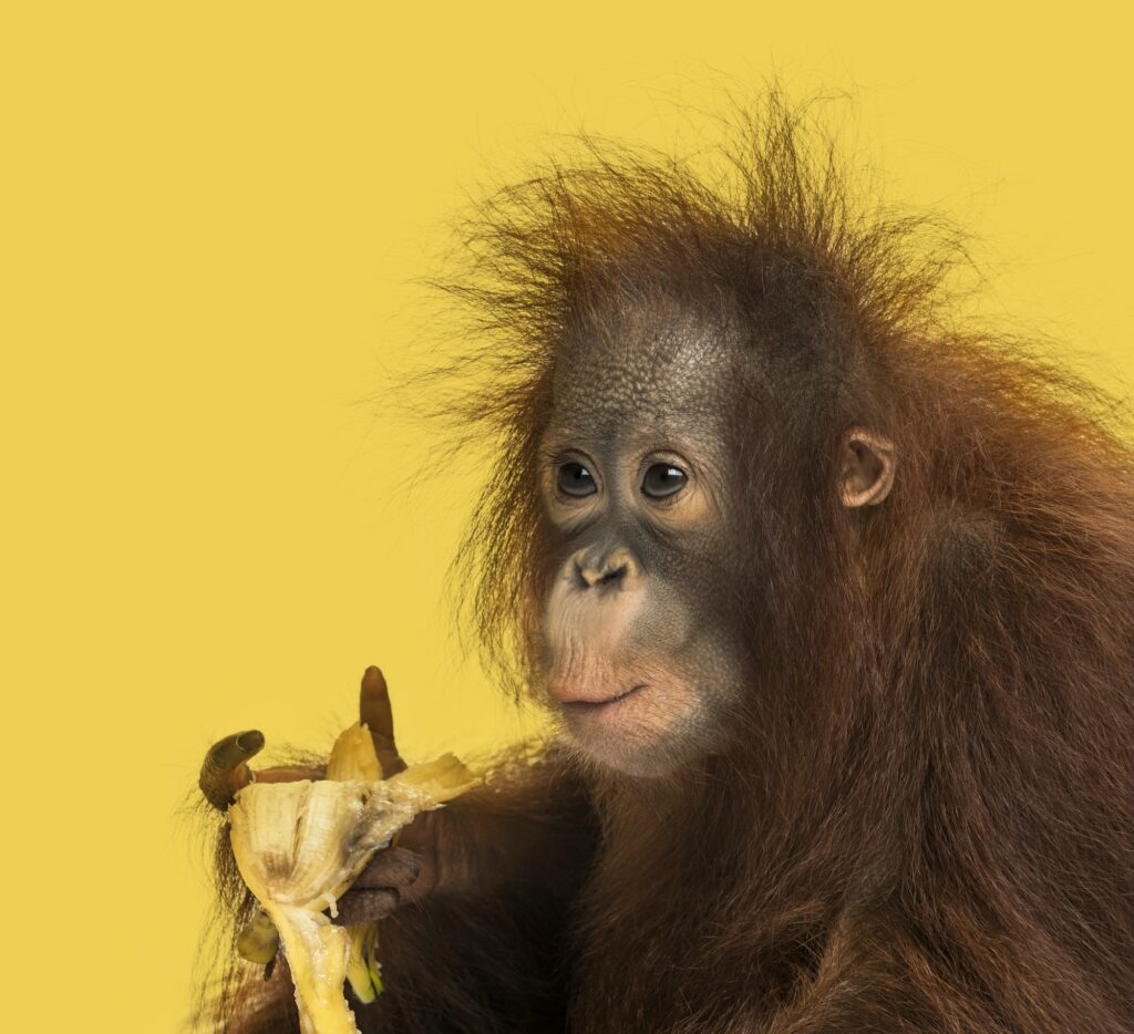 Close-up of a young Bornean orangutan eating a banana, Pongo pygmaeus, 18 months old
