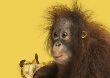 Close-up of a young Bornean orangutan eating a banana, Pongo pygmaeus, 18 months old