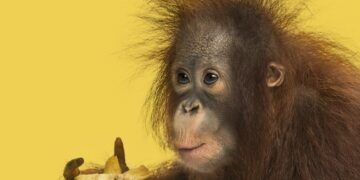 Close-up of a young Bornean orangutan eating a banana, Pongo pygmaeus, 18 months old