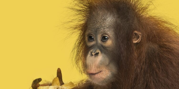 Close-up of a young Bornean orangutan eating a banana, Pongo pygmaeus, 18 months old