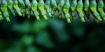 Németországban a  rovarok védelmében tervezik a fényszennyezés csökkentését