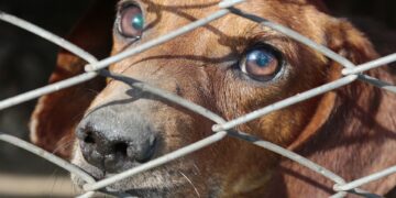 A Herman Ottó Magyar Országos Állat- és Természetvédő Egyesület közleménye