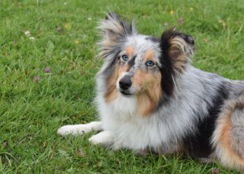 Az emberekéhez hasonlóan dolgozza fel a beszédet a kutyák agya