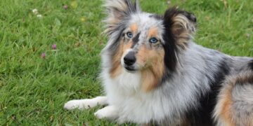 Az emberekéhez hasonlóan dolgozza fel a beszédet a kutyák agya