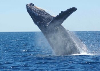 Súlyos sérülést szenvedett egy bálnákkal úszó nő  Nyugat-Ausztráliában