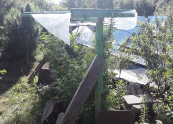 Nagyszülei kertjében termesztett kábítószert (videó)