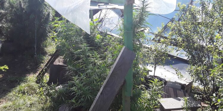 Nagyszülei kertjében termesztett kábítószert (videó)