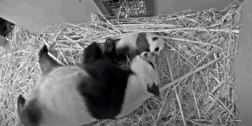 A Hollandiában született első óriáspandát Van Goghról nevezték el